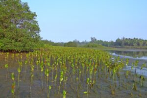 mangrove, seedlings, plantation-249920.jpg
