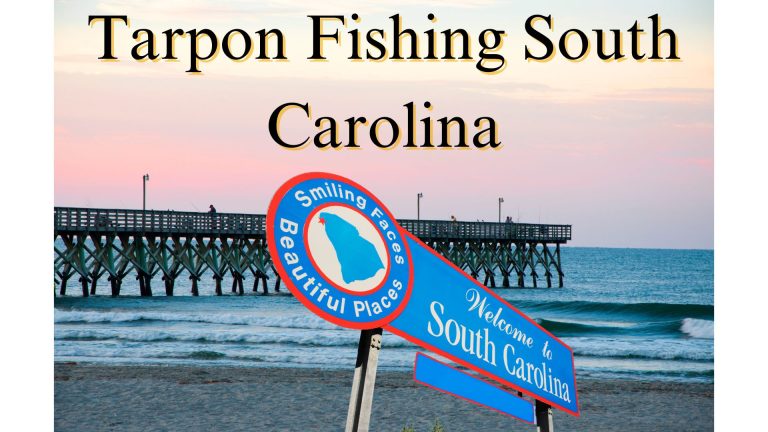 Tarpon Fishing South Carolina