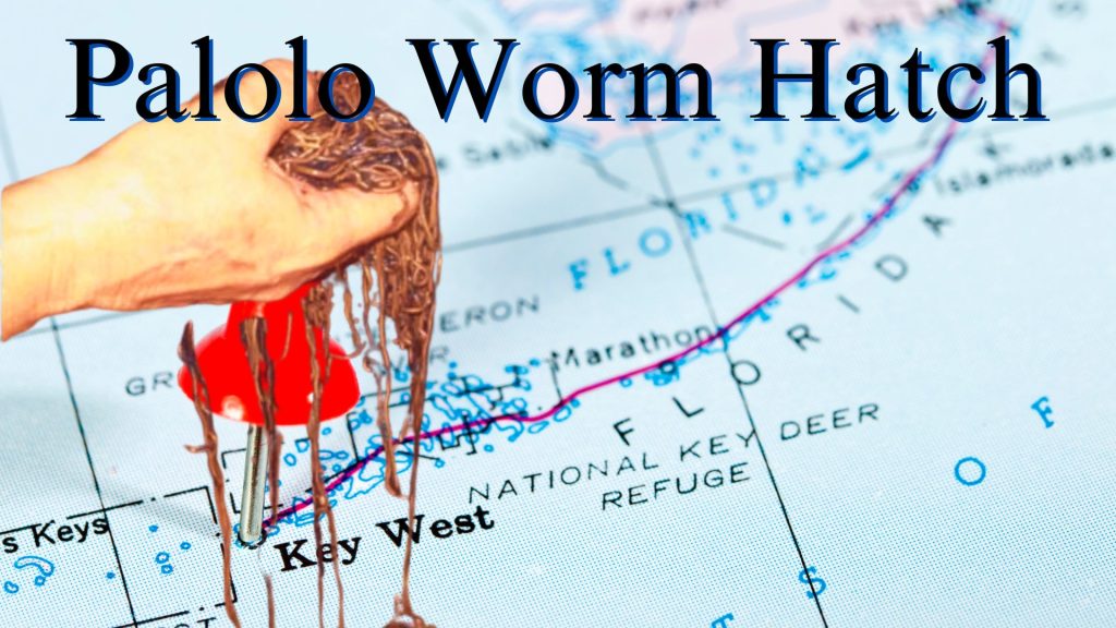 tarpon palolo worm