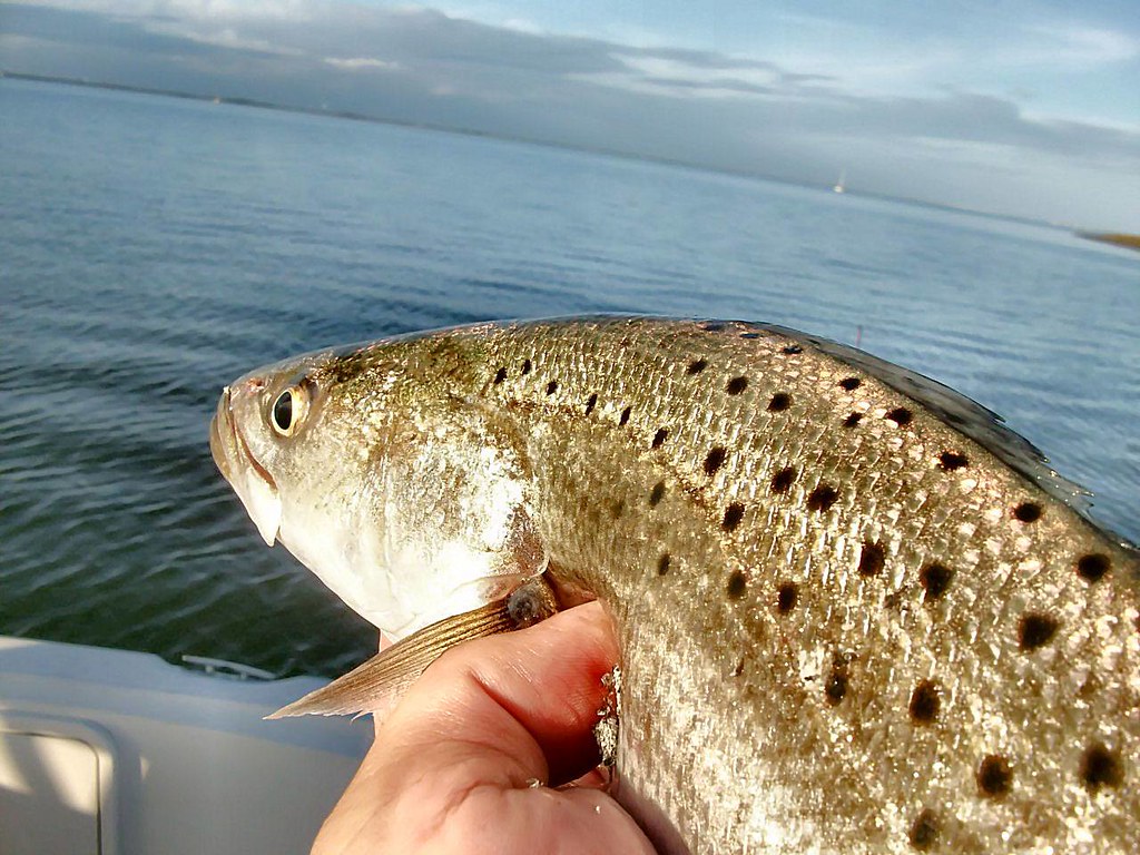 Speckled Trout (Spotted Seatrout
