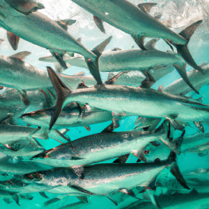 An image capturing the breathtaking sight of a massive school of majestic silver tarpons gracefully gliding through crystal clear turquoise waters, showcasing the awe-inspiring spectacle of the annual tarpon migration